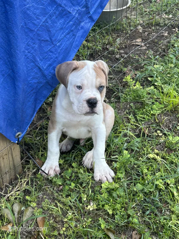 Patrick – Olde English Bulldogge puppy for sale in Bay Minette, AL