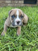 Holly, a female Olde English Bulldogge for sale in Bay Minette, AL – 2 of 3