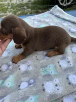 Scooter , a male Miniature Dachshund for sale in Bay Minette, AL – 3 of 3