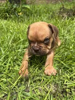 Hank, a male Olde English Bulldogge for sale in Bay Minette, AL – 2 of 4