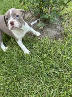 Zoe, a female Olde English Bulldogge for sale in Bay Minette, AL – 4 of 4