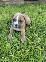 Holly, a female Olde English Bulldogge for sale in Bay Minette, AL – 3 of 3
