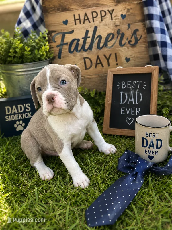 Zoe – Olde English Bulldogge puppy for sale in Bay Minette, AL
