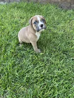 Rocky , a female Olde English Bulldogge for sale in Bay Minette, AL – 2 of 4