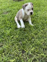 Patrick, a female Olde English Bulldogge for sale in Bay Minette, AL – 3 of 3