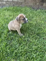 Rocky , a female Olde English Bulldogge for sale in Bay Minette, AL – 4 of 4