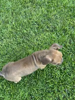 Hank, a female Olde English Bulldogge for sale in Bay Minette, AL – 2 of 5