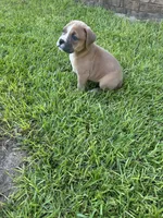 Rocky , a female Olde English Bulldogge for sale in Bay Minette, AL – 3 of 4