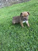 Hank, a female Olde English Bulldogge for sale in Bay Minette, AL – 5 of 5