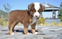 BMW (Beamer), a male Miniature Australian Shepherd for sale in Nampa, ID – 3 of 9
