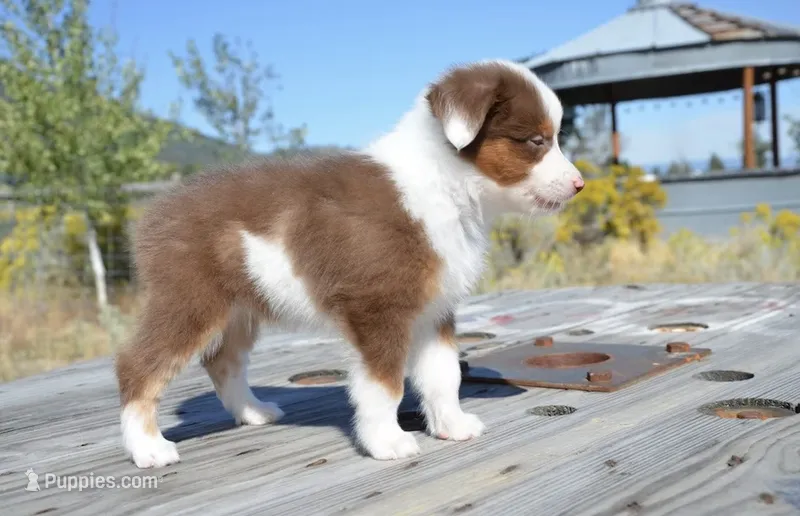 Bo – Miniature Australian Shepherd puppy for sale in Nampa, ID