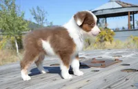 Bobo, a male Miniature Australian Shepherd for sale in Nampa, ID – 2 of 6