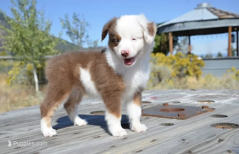 Bobo – Miniature Australian Shepherd puppy for sale in Nampa, ID