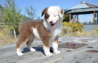 Bobo, a male Miniature Australian Shepherd for sale in Nampa, ID – 1 of 6