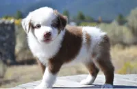 Benz, a male Miniature Australian Shepherd for sale in Nampa, ID – 6 of 9