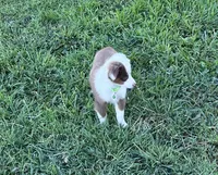 Bo, a male Miniature Australian Shepherd for sale in Nampa, ID – 7 of 10