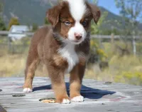 BMW (Beamer), a male Miniature Australian Shepherd for sale in Nampa, ID – 2 of 9