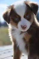 BMW (Beamer), a male Miniature Australian Shepherd for sale in Nampa, ID – 7 of 9