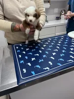 Benz, a male Miniature Australian Shepherd for sale in Nampa, ID – 8 of 9