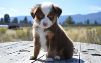 BMW (Beamer), a male Miniature Australian Shepherd for sale in Nampa, ID – 1 of 9
