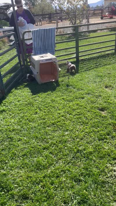 Benz, a male Miniature Australian Shepherd for sale in Nampa, ID – 9 of 9