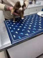 BMW (Beamer), a male Miniature Australian Shepherd for sale in Nampa, ID – 8 of 9