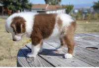 Benz, a male Miniature Australian Shepherd for sale in Nampa, ID – 3 of 9