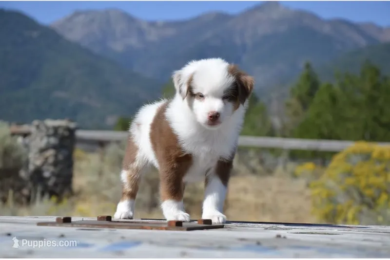 Benz – Miniature Australian Shepherd puppy for sale in Nampa, ID