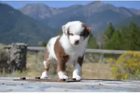 Benz, a male Miniature Australian Shepherd for sale in Nampa, ID – 1 of 9
