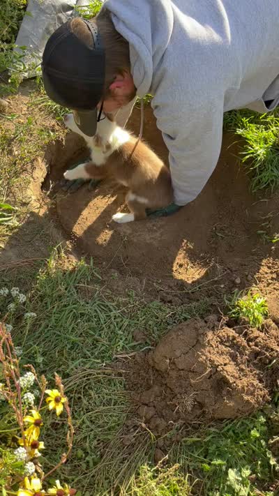 Bo, a male Miniature Australian Shepherd for sale in Nampa, ID – 10 of 10