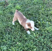 Bo, a male Miniature Australian Shepherd for sale in Nampa, ID – 8 of 10
