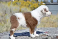 Benz, a male Miniature Australian Shepherd for sale in Nampa, ID – 5 of 9