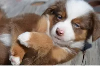 BMW (Beamer), a male Miniature Australian Shepherd for sale in Nampa, ID – 4 of 9