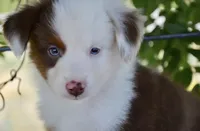 Bobo, a male Miniature Australian Shepherd for sale in Nampa, ID – 4 of 6