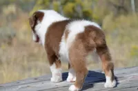Benz, a male Miniature Australian Shepherd for sale in Nampa, ID – 2 of 9