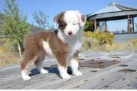 Bobo, a male Miniature Australian Shepherd for sale in Nampa, ID – 3 of 6