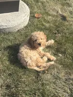 simba , a male Cockapoo for sale in Toledo, OH – Photo 3 of 6