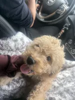 simba , a male Cockapoo for sale in Toledo, OH – Photo 2 of 6