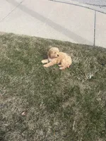 simba , a male Cockapoo for sale in Toledo, OH – Photo 6 of 6