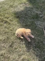 simba , a male Cockapoo for sale in Toledo, OH – Photo 5 of 6