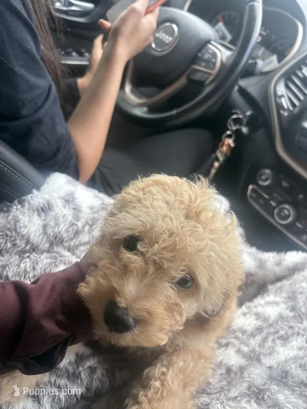 simba  – Cockapoo puppy for sale in Toledo, OH