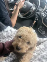 simba , a male Cockapoo for sale in Toledo, OH – Photo 1 of 6