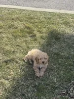simba , a male Cockapoo for sale in Toledo, OH – Photo 4 of 6