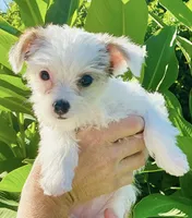 Sugar, a female Chorkie for sale in Mankato, MN – 5 of 10