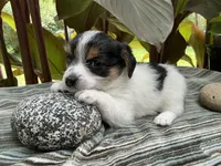 Jake, a male Yorkshire Terrier and Chorkie for sale in Mankato, MN – 3 of 6