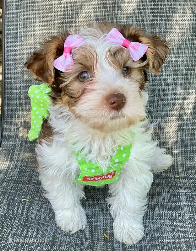 Ainsley Biewer Yorkie – Yorkshire Terrier, Biewer puppy for sale in Mankato, MN