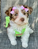 Ainsley , a female Yorkshire Terrier for sale in Mankato, MN – 1 of 9