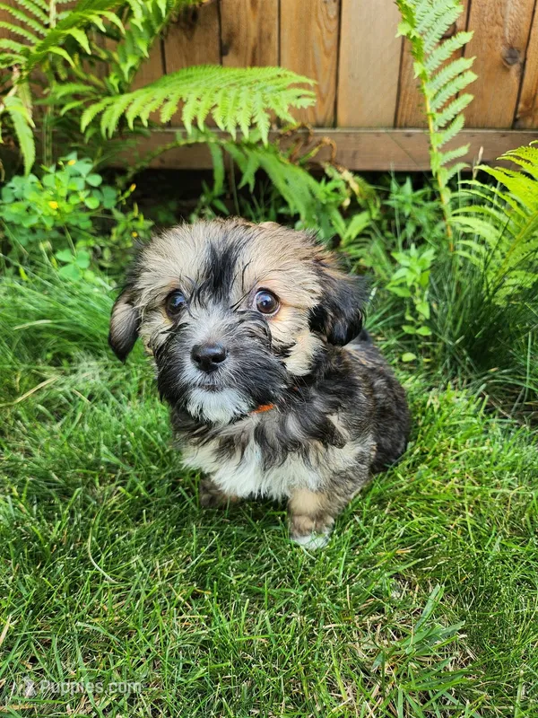 Banjo – Shorkie puppy on hold in Mankato, MN