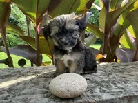 Banjo, a male Shorkie for sale in Mankato, MN – 2 of 3