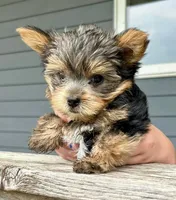 AKC Yorkie DNA tested embark, a male Yorkshire Terrier for sale in Mankato, MN – 2 of 6